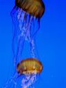 More jellyfish.